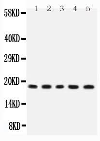 Anti-IL2 Antibody Picoband® Boster Bio
