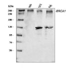 Anti-BRCA1 Antibody Picoband® Boster Bio
