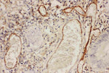 Anti-ICAM1 Antibody Picoband® Boster Bio