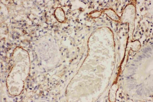 Anti-ICAM1 Antibody Picoband® Boster Bio