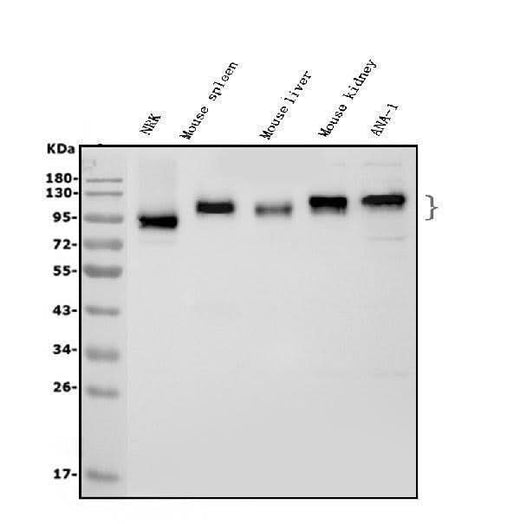 Anti-ICAM1 Antibody Picoband® Boster Bio