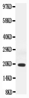 Anti-Interferon gamma/IFNG Antibody Picoband® Boster Bio