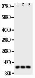 Anti-I-309/CCL1 IGF1R Antibody Picoband® Boster Bio