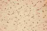 Anti-CNTF Antibody Picoband® Boster Bio