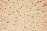 Anti-CNTF Antibody Picoband® Boster Bio