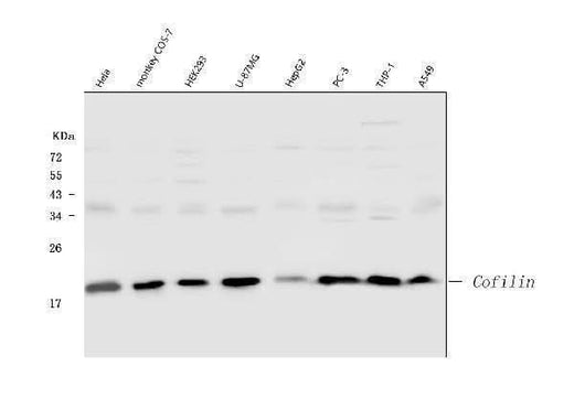 Anti-Cofilin/CFL1 Antibody Picoband® Boster Bio
