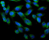 Anti-ARA9/AIP Antibody Picoband® Boster Bio