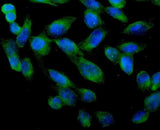 Anti-ARA9/AIP Antibody Picoband® Boster Bio