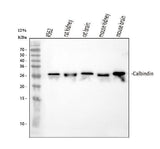 Anti-Calbindin/CALB1 Antibody Picoband® Boster Bio