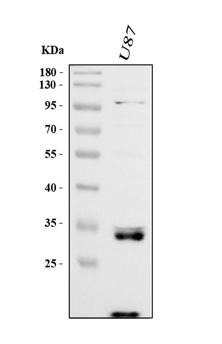 Anti-Cathepsin B/CTSB Antibody Picoband® Boster Bio