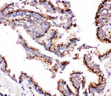Anti-Cathepsin D/CTSD Antibody Picoband® Boster Bio