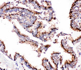 Anti-Cathepsin D/CTSD Antibody Picoband® Boster Bio