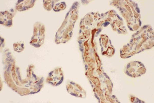 Anti-Mast Cell Chymase/CMA1 Antibody Picoband® Boster Bio