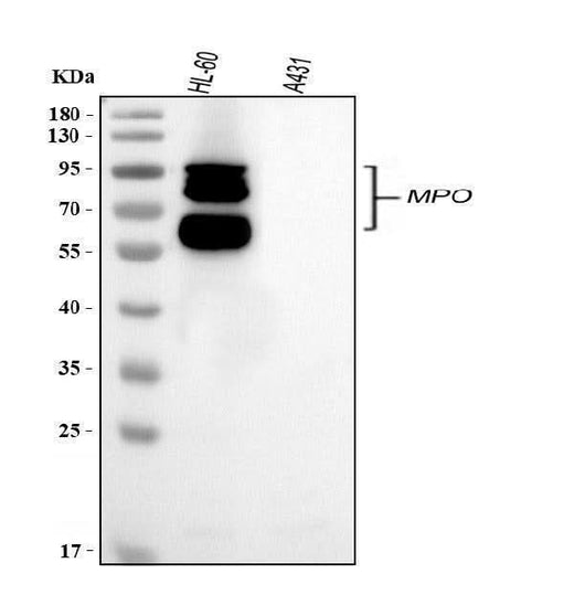 Anti-Myeloperoxidase/MPO Antibody Picoband® Boster Bio