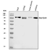 Anti-CD10/MME Antibody Picoband® Boster Bio