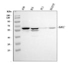 Anti-Src Antibody Picoband® Boster Bio