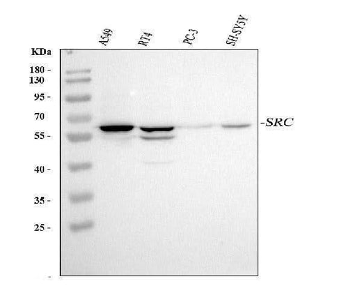 Anti-Src Antibody Picoband® Boster Bio