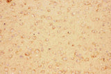 Anti-CNTF Antibody Picoband® Boster Bio