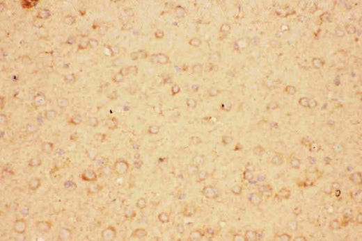 Anti-CNTF Antibody Picoband® Boster Bio