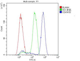Anti-p27 KIP 1/CDKN1B Antibody Picoband® Boster Bio