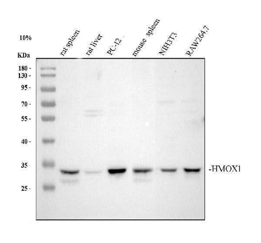 Anti-Heme Oxygenase 1/HMOX1 Antibody Picoband® Boster Bio