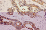 Anti-Hsp90 alpha/HSP90AA1 Antibody Picoband® Boster Bio