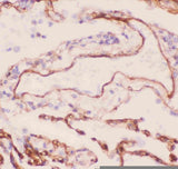 Anti-Collagen IV/COL4A1 Antibody Picoband® Boster Bio