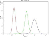 Anti-Cyclin B1/CCNB1 Antibody Picoband® Boster Bio