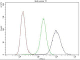 Anti-Cyclin B1/CCNB1 Antibody Picoband® Boster Bio