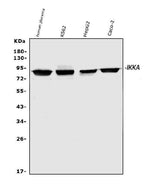 Anti-IKK alpha/CHUK Antibody Picoband® Boster Bio