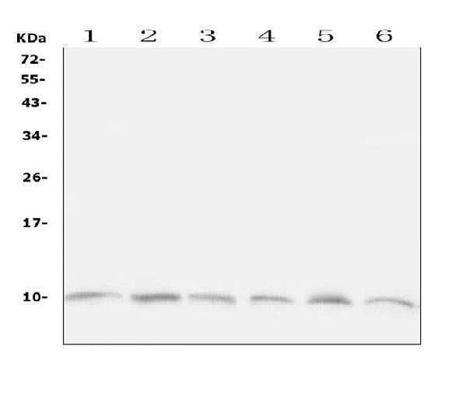 Anti-Ubiquitin/UBB Antibody Picoband® Boster Bio