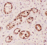 Anti-APE1/APEX1 Antibody Picoband® Boster Bio