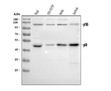 Anti-NFkB/NFKB1 p105/p50 Antibody Picoband® Boster Bio