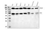 Anti-NFkB/NFKB2 p100/p52 Antibody Picoband® Boster Bio