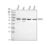 Anti-Perforin/PRF1 Antibody Picoband® Boster Bio