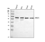 Anti-Perforin/PRF1 Antibody Picoband® Boster Bio