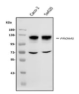 Anti-PROM1 Antibody Picoband® Boster Bio