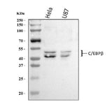 Anti-CEBP Beta/CEBPB Antibody Picoband® Boster Bio