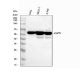 Anti-Glucose 6 Phosphate Dehydrogenase/G6PD Antibody Picoband® Boster Bio