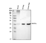 Anti-Protein Wnt-7a Wnt7a Antibody Picoband® Boster Bio
