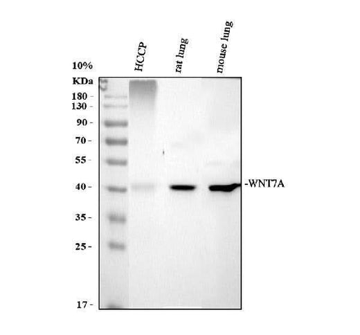 Anti-Protein Wnt-7a Wnt7a Antibody Picoband® Boster Bio