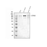 Anti-IP3 receptor/ITPR1 Antibody Picoband® Boster Bio