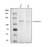 Anti-Maxi Potassium channel alpha/KCNMA1 Antibody Picoband® Boster Bio