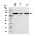 Anti-MCAK/KIF2C Antibody Picoband® Boster Bio