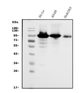 Anti-Glucocorticoid Receptor/NR3C1 Antibody Picoband® Boster Bio