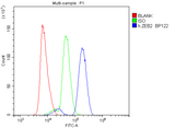 Anti-Smad Interacting Protein 1/ZEB2 Antibody Picoband® Boster Bio