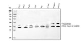 Anti-RACK1 GNB2L1 Antibody Picoband® Boster Bio