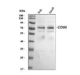 Anti-CD86 Antibody Picoband® Boster Bio