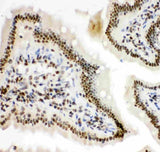 Anti-HIF-1-alpha/HIF1A Antibody Picoband® Boster Bio
