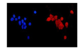Anti-MGMT Antibody Picoband® Boster Bio